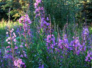fireweed.jpg