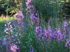 fireweed.jpg