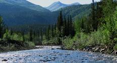 Wiseman Creek summer.jpg