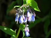 bluebells15.jpg