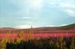 fireweed