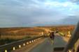 moose on road