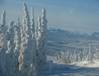 snow cased trees on Dalton..jpg
