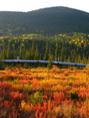 pipline and color gold creek.jpg