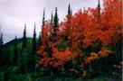 Nolan Aspens web