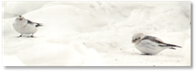 snow bunting