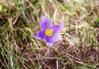 crocus