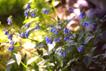bluebells