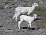 Ewe & lamb