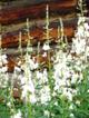 white fireweed in Wiseman.jpg