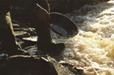 gold panning