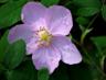 wild rose.jpg