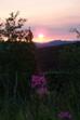 fireweed solctise.jpg