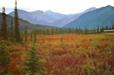 06 fall color