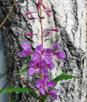 fireweed.jpg
