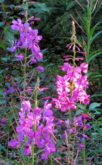 fireweed.jpg