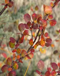 fireweed in midnight sun.jpg