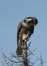 boreal owl
