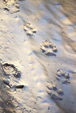 wolf tracks