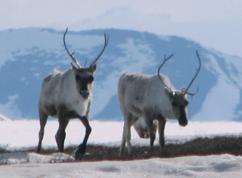 caribou1.jpg