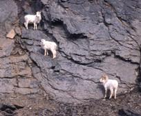Dall sheep