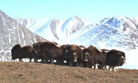 musk ox