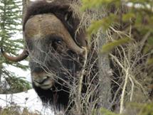 musk ox.jpg