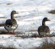 ducks on pond