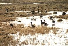 white fronted geese