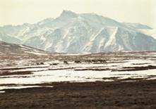 caribou on slope, mtns