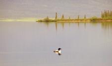 common loon