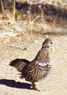 spruce grouse