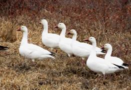 snow geese.jpg