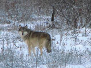 wolf1.jpg